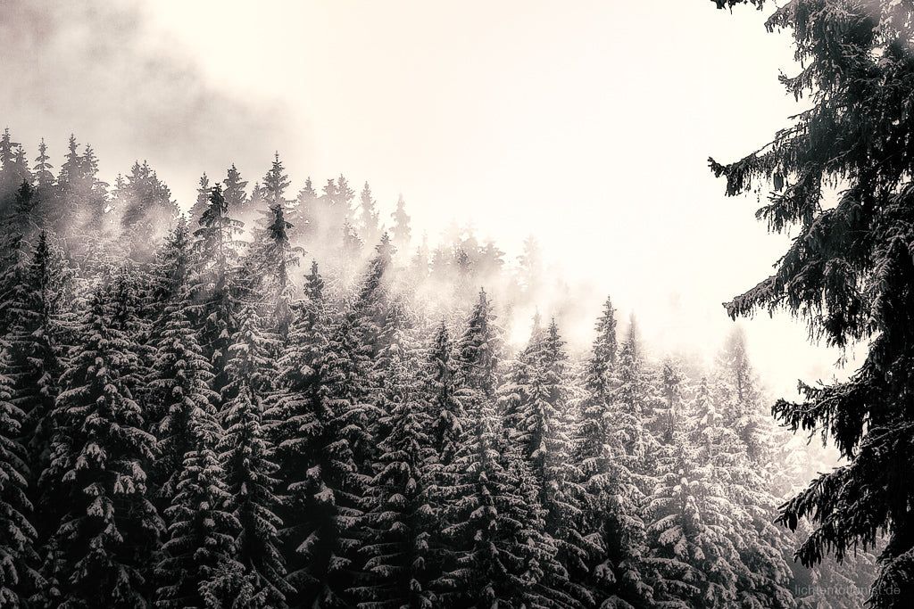 Eisnebel, Schwarzwald