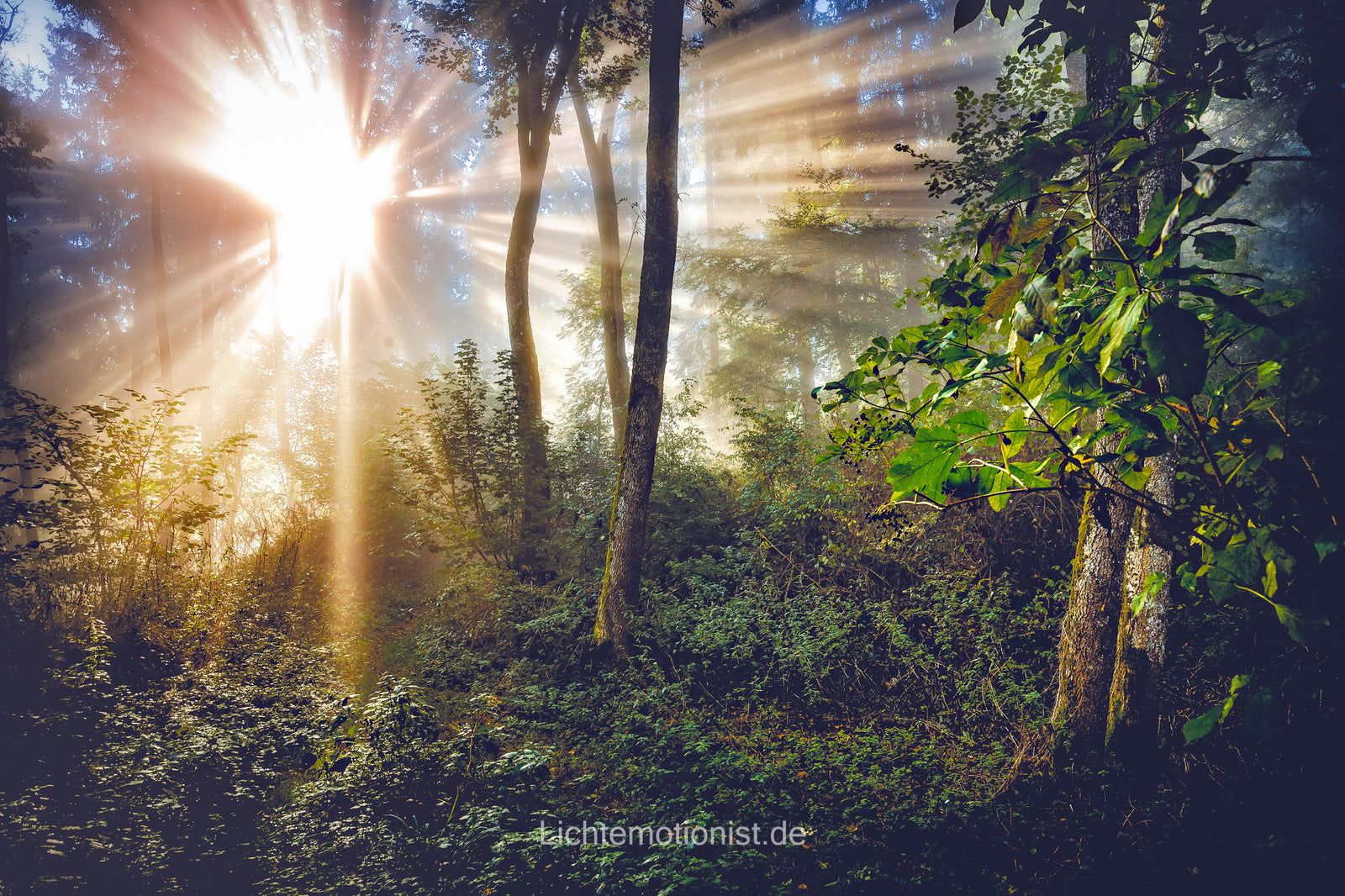 Goldene Morgenstrahlen im Laubwald, Schwarzwald-Baar