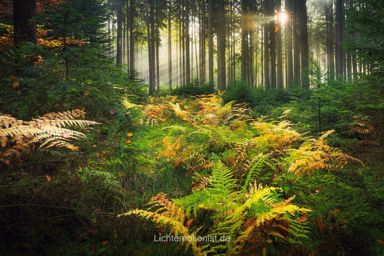 Leuchtende Kontraste, Schwarzwald