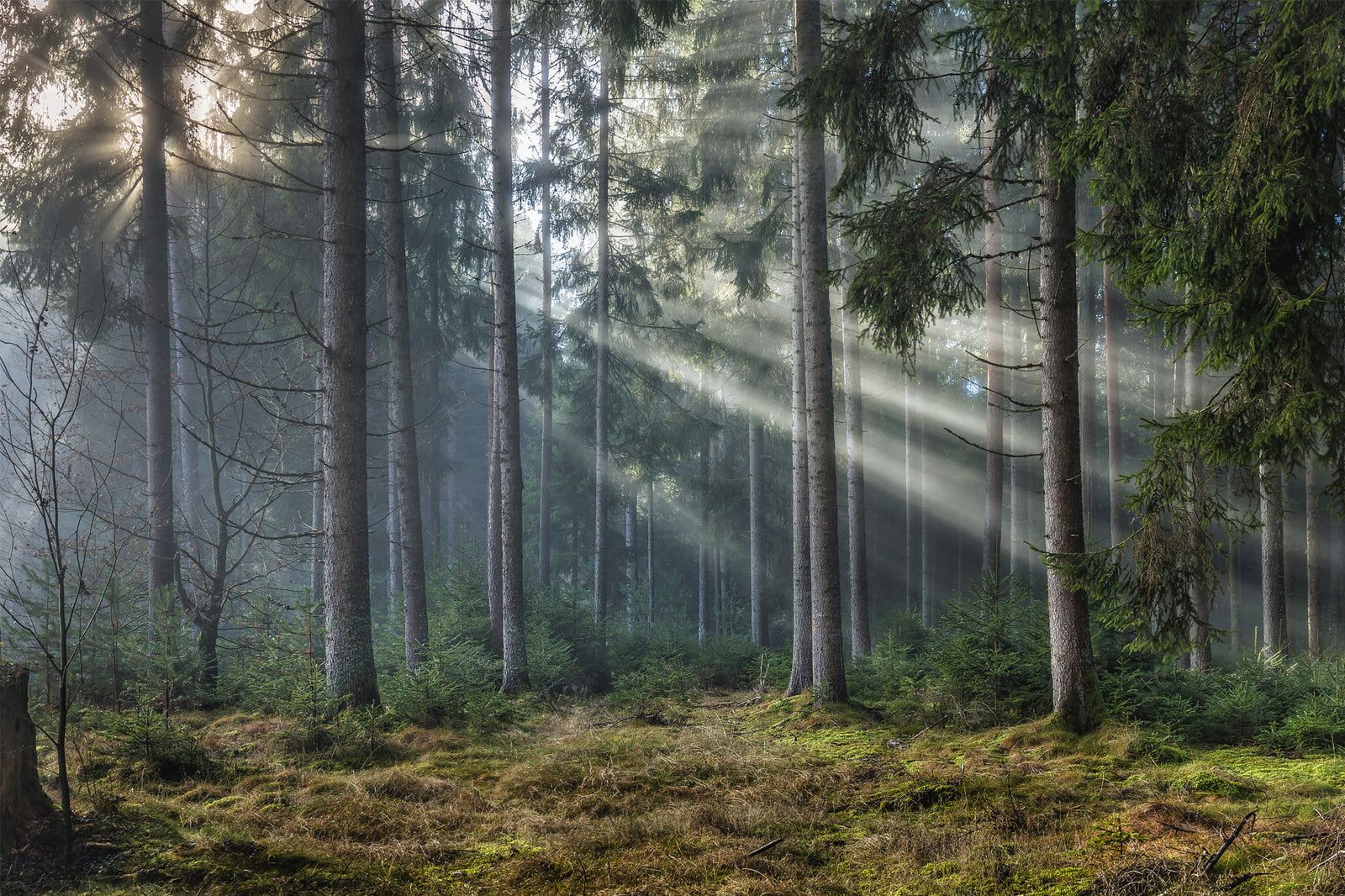 Nebel im Wald 2, Schwarzwald