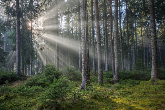 Nebel im Wald, Schwarzwald
