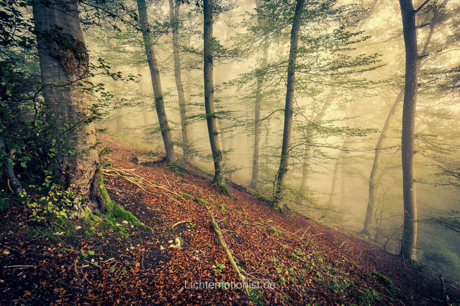 Nebel Neudingen, Schwarzwald-Baar