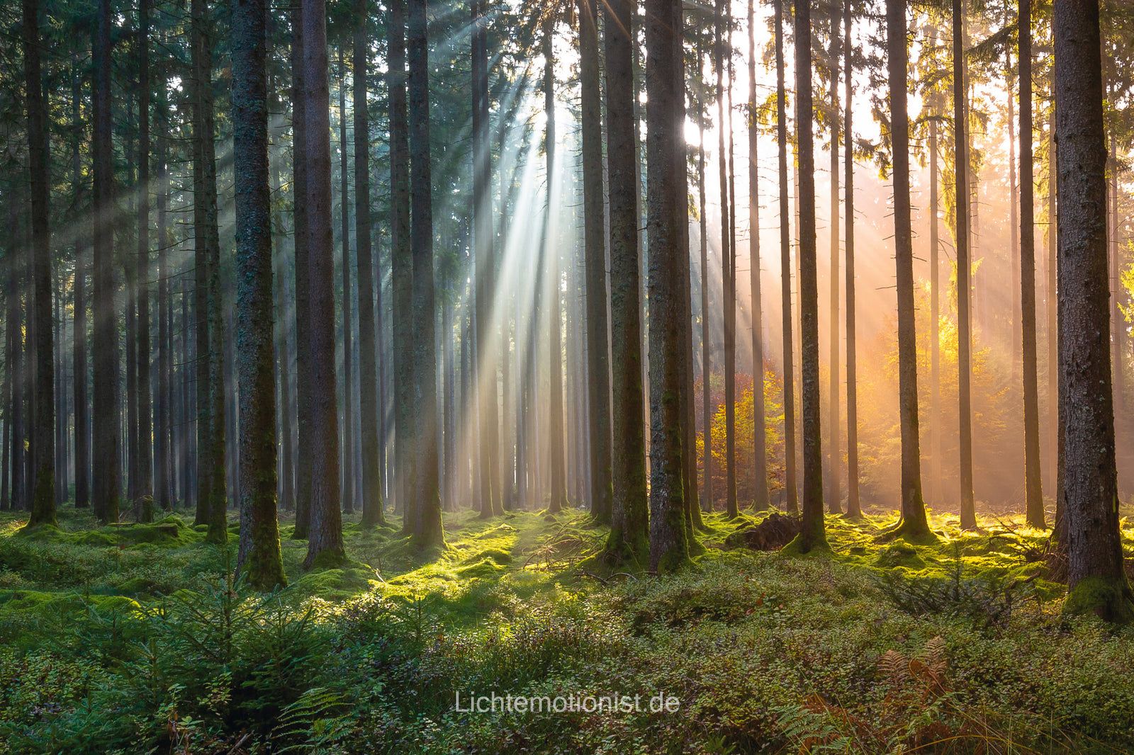 Wald Farbenspiel, Schwarzwald